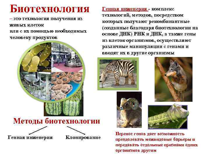 Биотехнология – это технология получения из живых клеток или с их помощью необходимых человеку