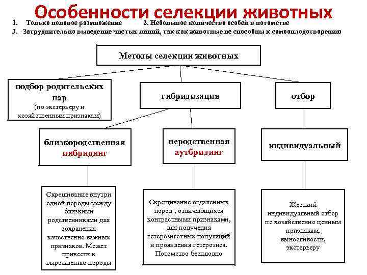 Особенности селекции животных 1. Только половое размножение 2. Небольшое количество особей в потомстве 3.