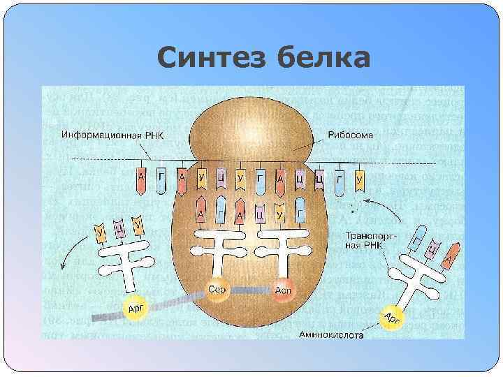 Синтез белка 