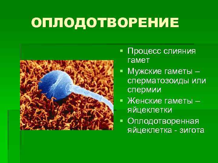 ОПЛОДОТВОРЕНИЕ § Процесс слияния гамет § Мужские гаметы – сперматозоиды или спермии § Женские