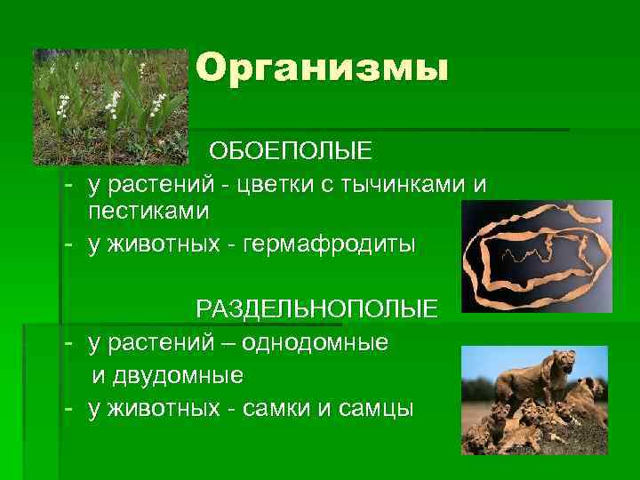 Организмы - ОБОЕПОЛЫЕ у растений - цветки с тычинками и пестиками у животных -