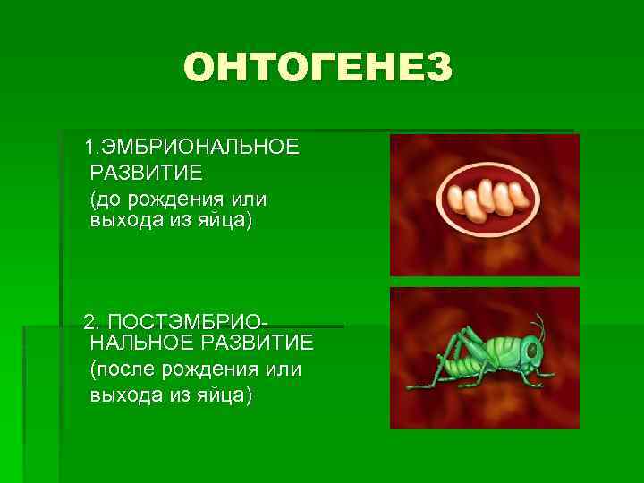 ОНТОГЕНЕЗ 1. ЭМБРИОНАЛЬНОЕ РАЗВИТИЕ (до рождения или выхода из яйца) 2. ПОСТЭМБРИОНАЛЬНОЕ РАЗВИТИЕ (после