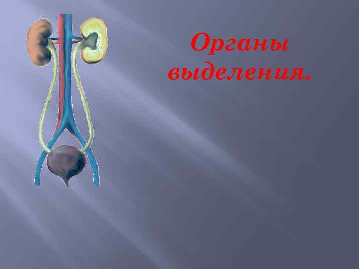 Органы выделения. 
