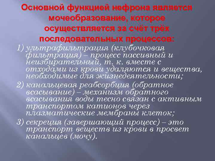Основной функцией нефрона является мочеобразование, которое осуществляется за счёт трёх последовательных процессов: 1) ультрафильтрация
