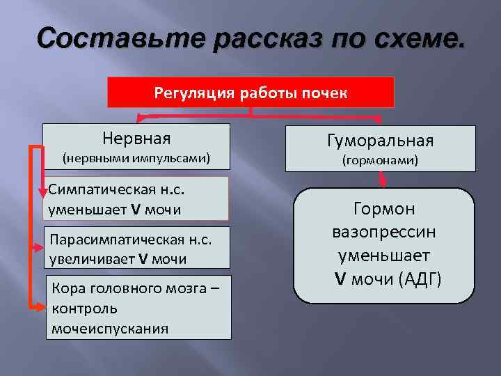 Составьте рассказ по схеме. Регуляция работы почек Нервная (нервными импульсами) Симпатическая н. с. уменьшает