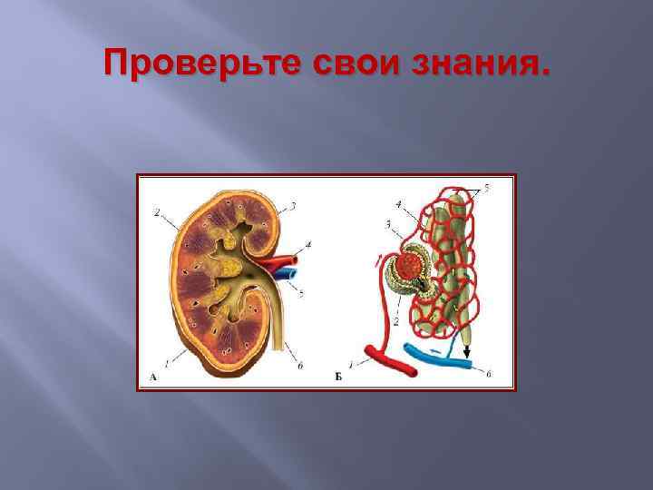 Проверьте свои знания. 