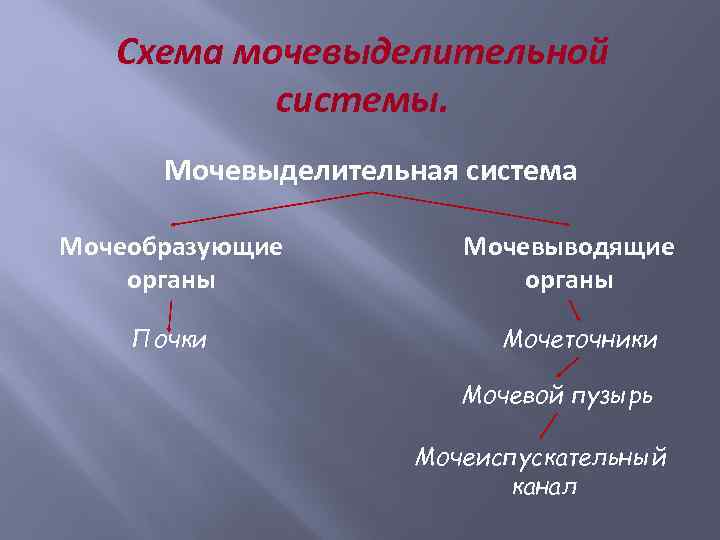 Схема мочевыделительной системы. Мочевыделительная система Мочеобразующие органы Почки Мочевыводящие органы Мочеточники Мочевой пузырь Мочеиспускательный