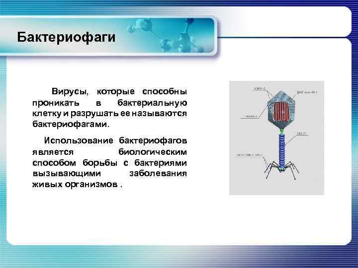  Бактериофаги Вирусы, которые способны проникать в бактериальную клетку и разрушать ее называются бактериофагами.