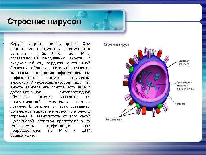  Строение вирусов § Вирусы устроены очень просто. Они состоят из фрагментов генетического материала,