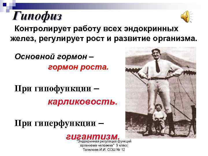 Гипофиз Контролирует работу всех эндокринных желез, регулирует рост и развитие организма. Основной гормон –