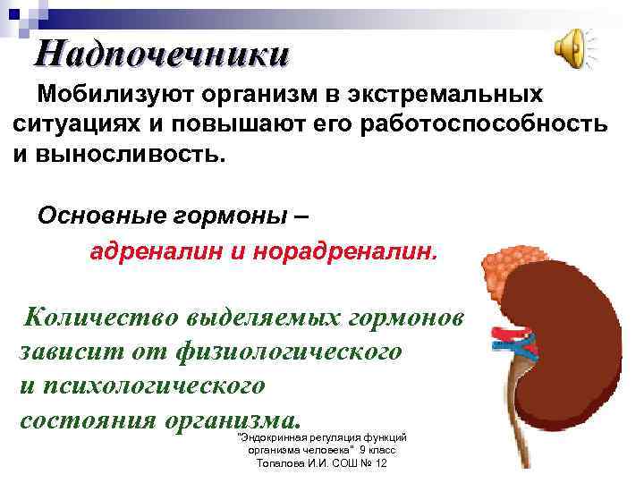 Надпочечники Мобилизуют организм в экстремальных ситуациях и повышают его работоспособность и выносливость. Основные гормоны