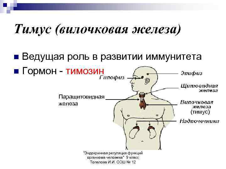 Тимус (вилочковая железа) Ведущая роль в развитии иммунитета n Гормон - тимозин n Паращитовидная