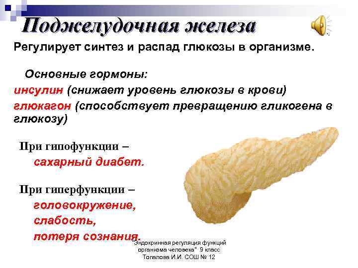 Поджелудочная железа Регулирует синтез и распад глюкозы в организме. Основные гормоны: инсулин (снижает уровень