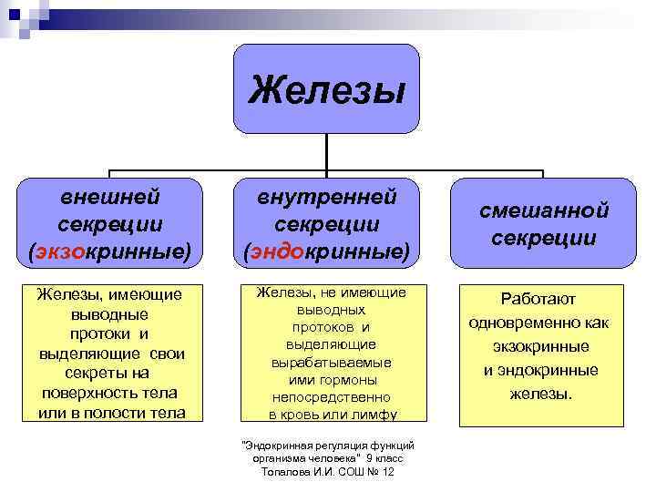 Железы внешней секреции (экзокринные) Железы, имеющие выводные протоки и выделяющие свои секреты на поверхность