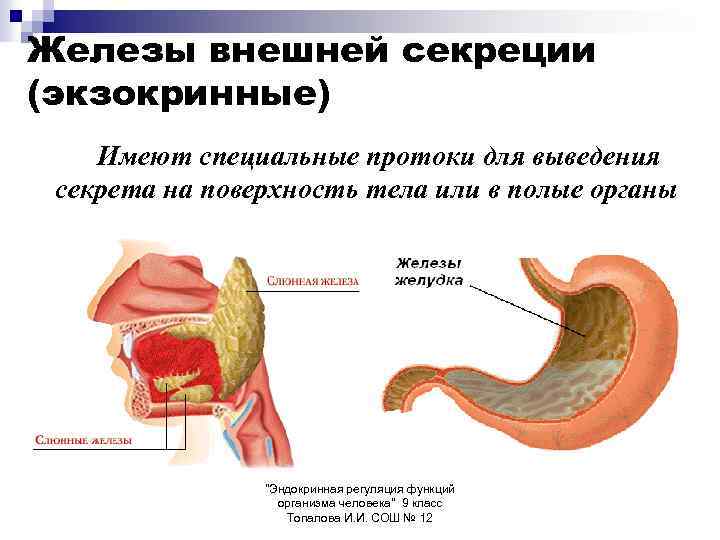 Железы внешней секреции (экзокринные) Имеют специальные протоки для выведения секрета на поверхность тела или