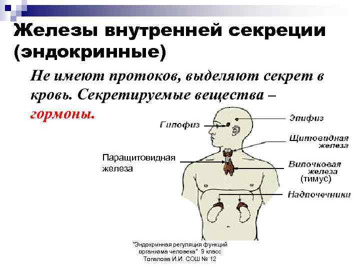 Железы внутренней секреции (эндокринные) Не имеют протоков, выделяют секрет в кровь. Секретируемые вещества –