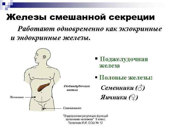 Железы смешанной секреции Работают одновременно как экзокринные и эндокринные железы. § Поджелудочная железа §