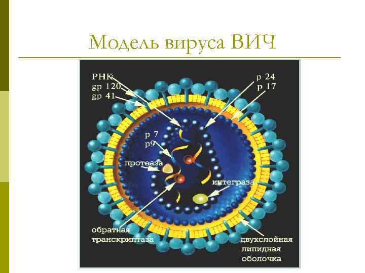 Модель вируса ВИЧ 
