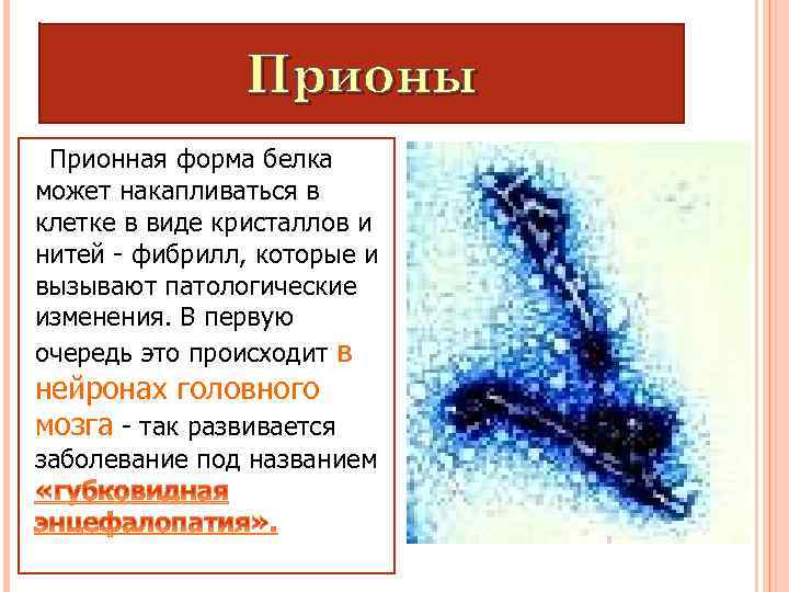 Прионы Прионная форма белка может накапливаться в клетке в виде кристаллов и нитей -