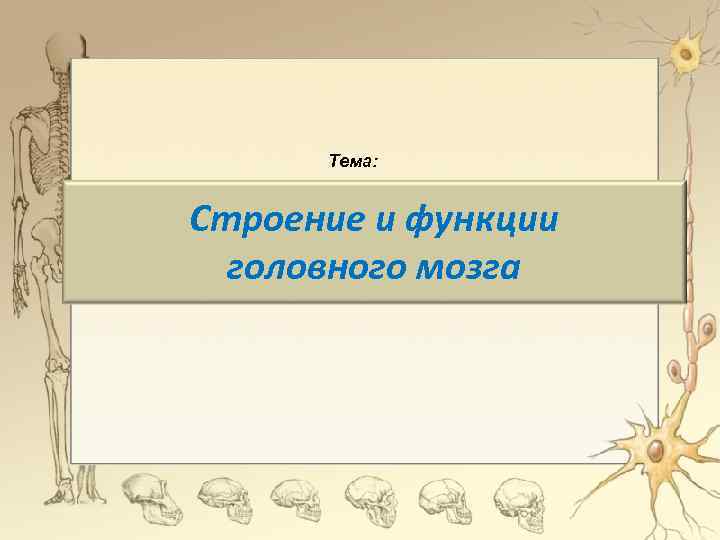 Тема: Строение и функции головного мозга 