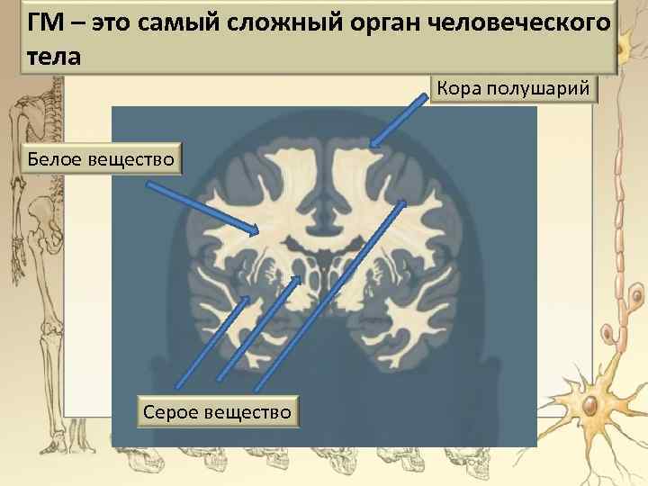 ГМ – это самый сложный орган человеческого тела Кора полушарий Белое вещество Серое вещество