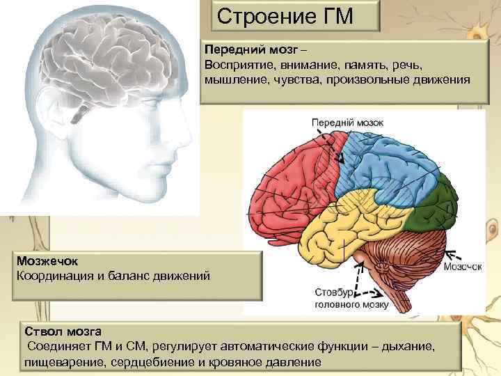 Передний мозг картинка