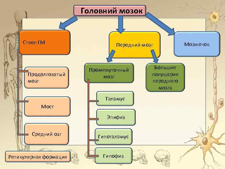 Головний мозок Ствол ГМ Продолговатый мозг Передний мозг Промежуточный мозг Таламус Мост Эпифиз Средний