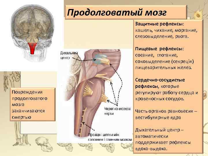 Продолговатый мозг Защитные рефлексы: кашель, чихание, моргание, слезовыделение, рвота. Пищевые рефлексы: сосание, глотание, соковыделение