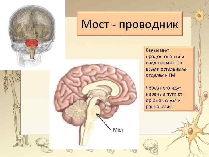 Мост - проводник Связывает продолговатый и средний мозг со всеми остальными отделами ГМ Через