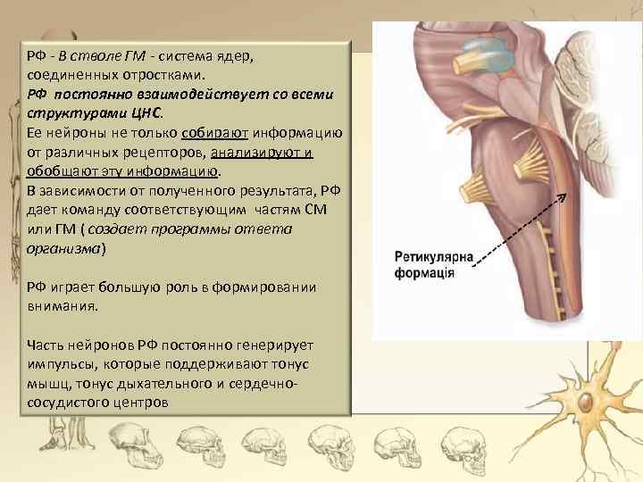 РФ - В стволе ГМ - система ядер, соединенных отростками. РФ постоянно взаимодействует со