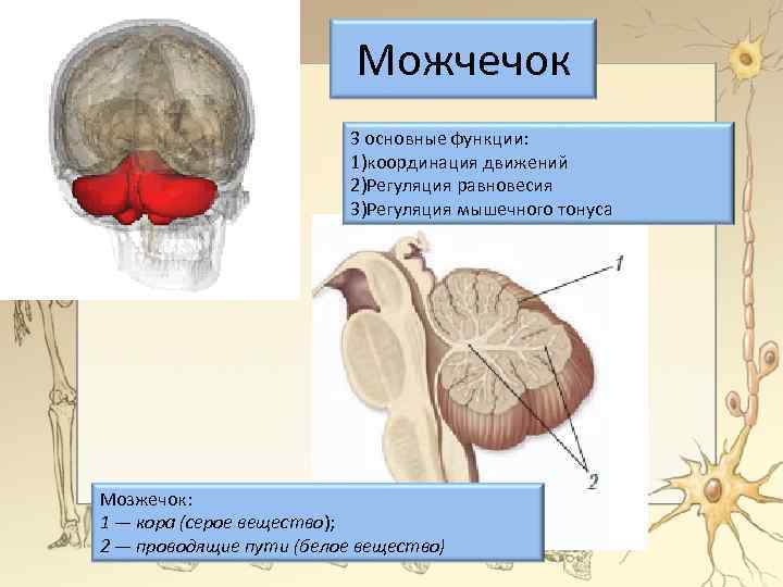 Можчечок 3 основные функции: 1)координация движений 2)Регуляция равновесия 3)Регуляция мышечного тонуса Мозжечок: 1 —