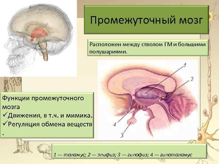 Промежуточный мозг Расположен между стволом ГМ и большими полушариями. Функции промежуточного мозга üДвижения, в