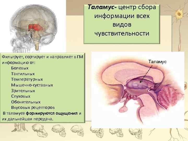 Таламус- центр сбора информации всех видов чувствительности Фильтрует, сортирует и направляет в ГМ информацию