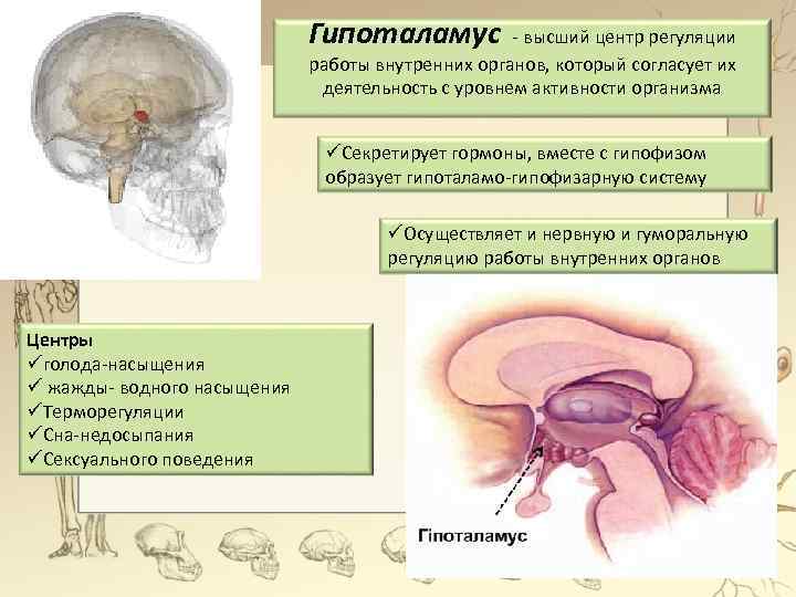 Гипоталамус - высший центр регуляции работы внутренних органов, который согласует их деятельность с уровнем