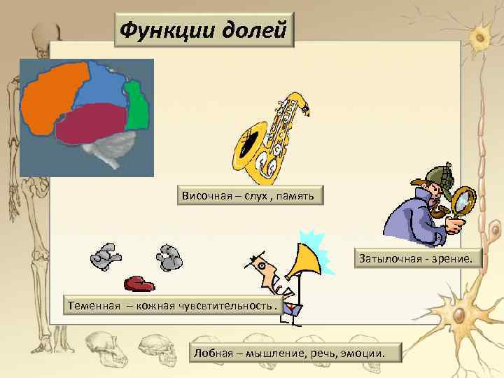 Функции долей Височная – слух , память Затылочная - зрение. Теменная – кожная чувсвтительность.