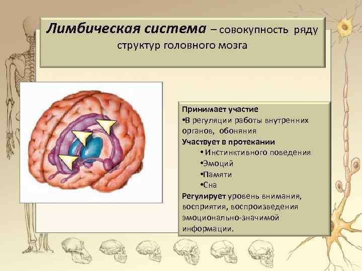 Лимбическая система – совокупность ряду структур головного мозга Принимает участие • В регуляции работы