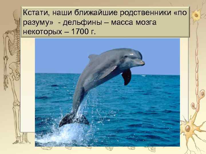 Кстати, наши ближайшие родственники «по разуму» - дельфины – масса мозга некоторых – 1700