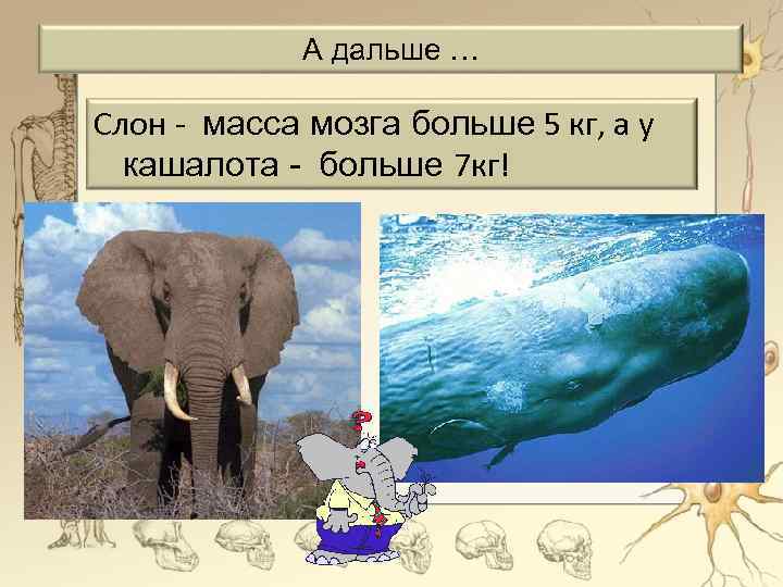 А дальше … Слон - масса мозга больше 5 кг, а у кашалота -