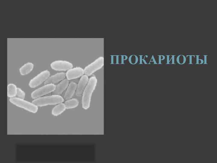 ПРОКАРИОТЫ 