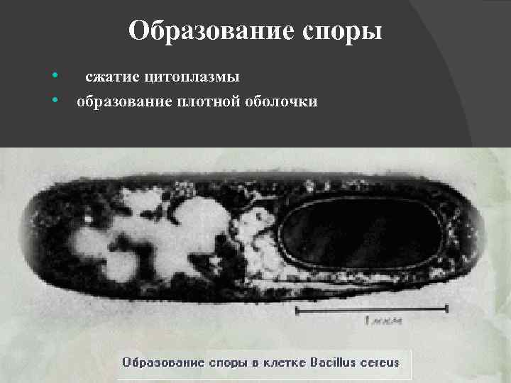 Образование споры • сжатие цитоплазмы • образование плотной оболочки 