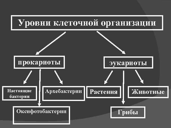 Уровни клеточной организации прокариоты Настоящие бактерии Архебактерии Оксифотобактерии эукариоты Растения Животные Грибы 