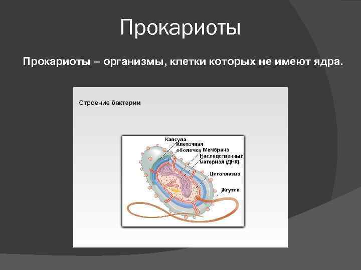 Прокариоты – организмы, клетки которых не имеют ядра. 