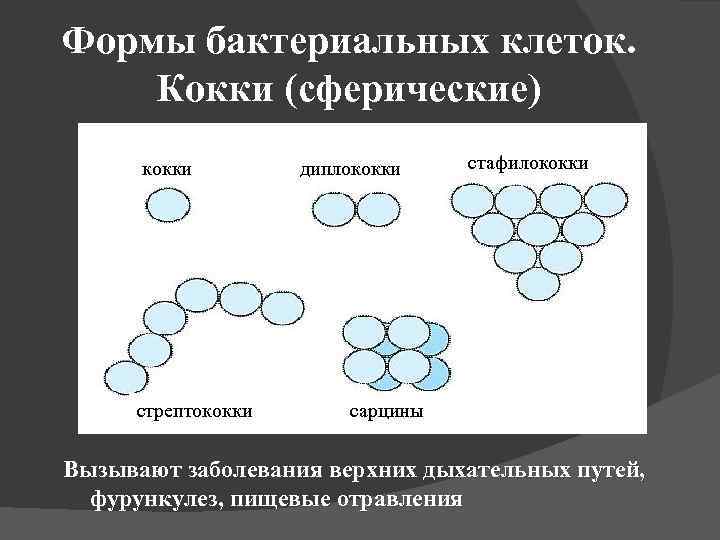 Формы бактериальных клеток. Кокки (сферические) кокки стрептококки диплококки стафилококки сарцины Вызывают заболевания верхних дыхательных