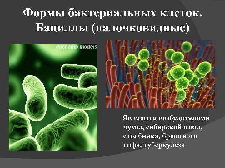 Формы бактериальных клеток. Бациллы (палочковидные) Являются возбудителями чумы, сибирской язвы, столбняка, брюшного тифа, туберкулеза