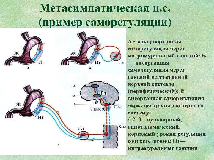 Метасимпатическая н. с. (пример саморегуляции) А - внутриорганная саморегуляция через интрамуральный ганглий; Б —