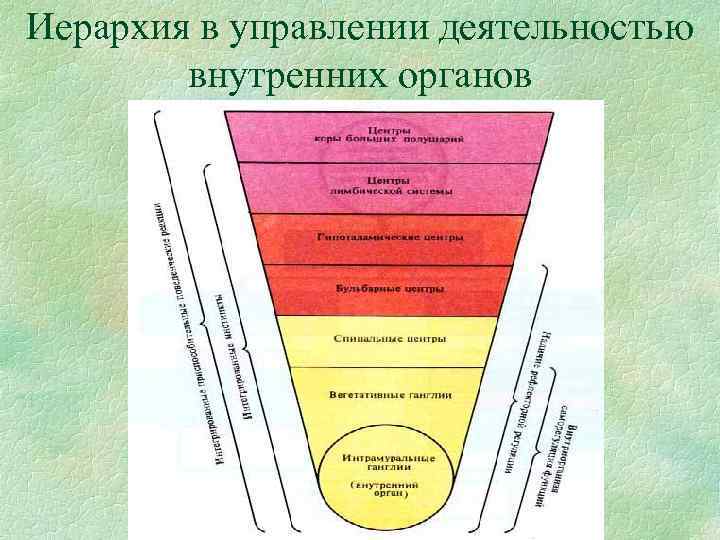 Иерархия в управлении деятельностью внутренних органов 