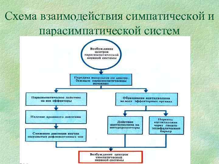 Схема взаимодействия симпатической и парасимпатической систем 