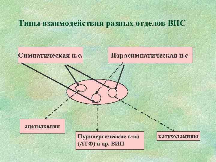 Типы взаимодействия разных отделов ВНС Симпатическая н. с. Парасимпатическая н. с. ацетилхолин Пуринергические в-ва
