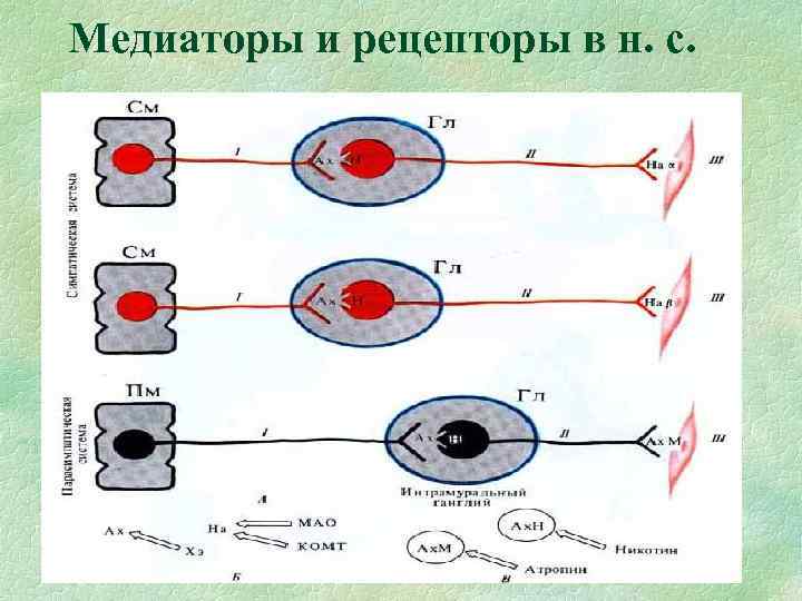 Медиаторы и рецепторы в н. с. 