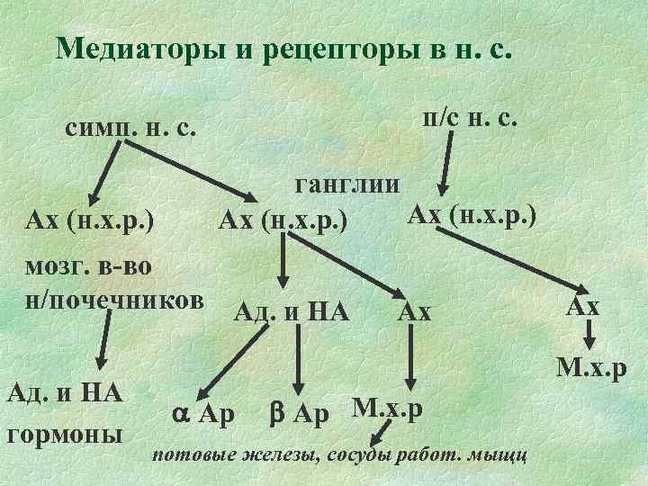 Медиаторы и рецепторы в н. с. п/с н. с. симп. н. с. Ах (н.